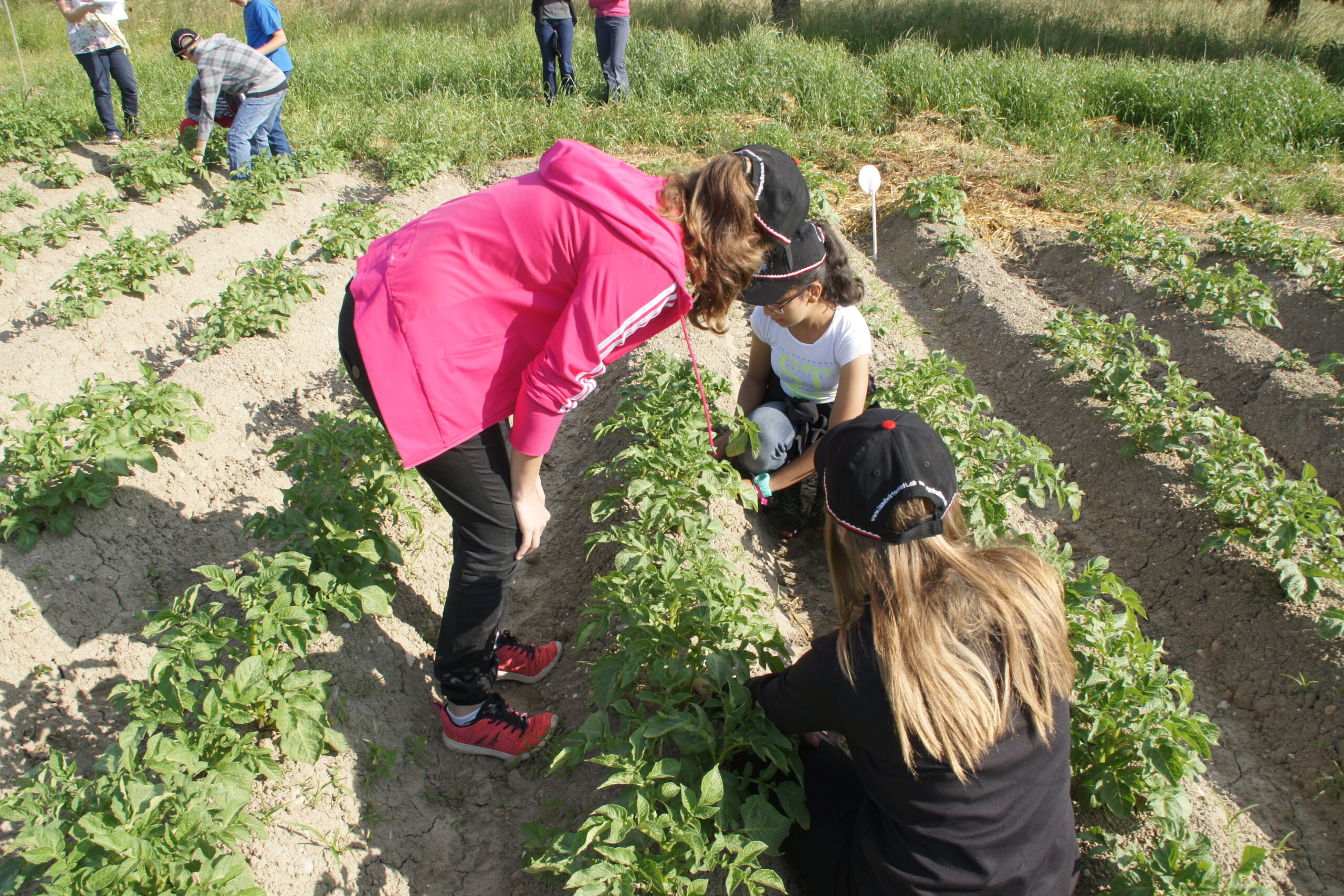 Kinder auf einem Feld bei Schule auf dem Bauernhof