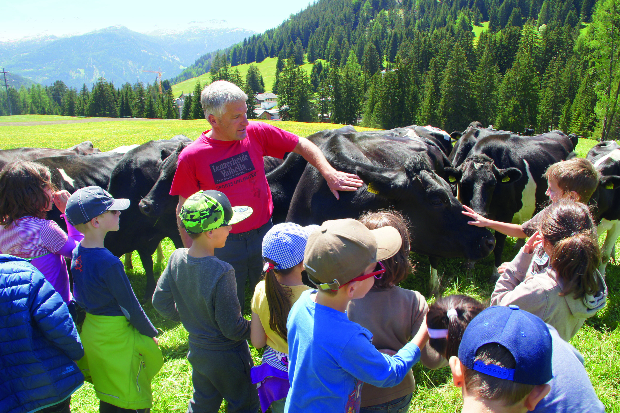 Begegnung mit Kühen auf der Weide